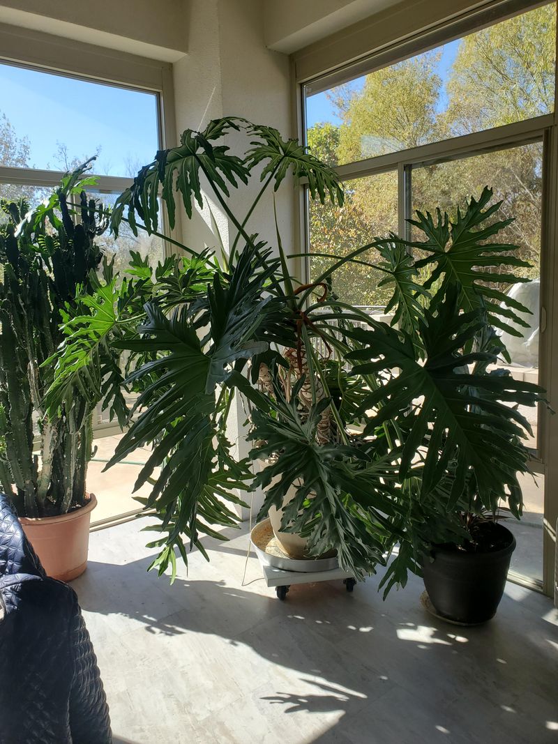 Philodendron