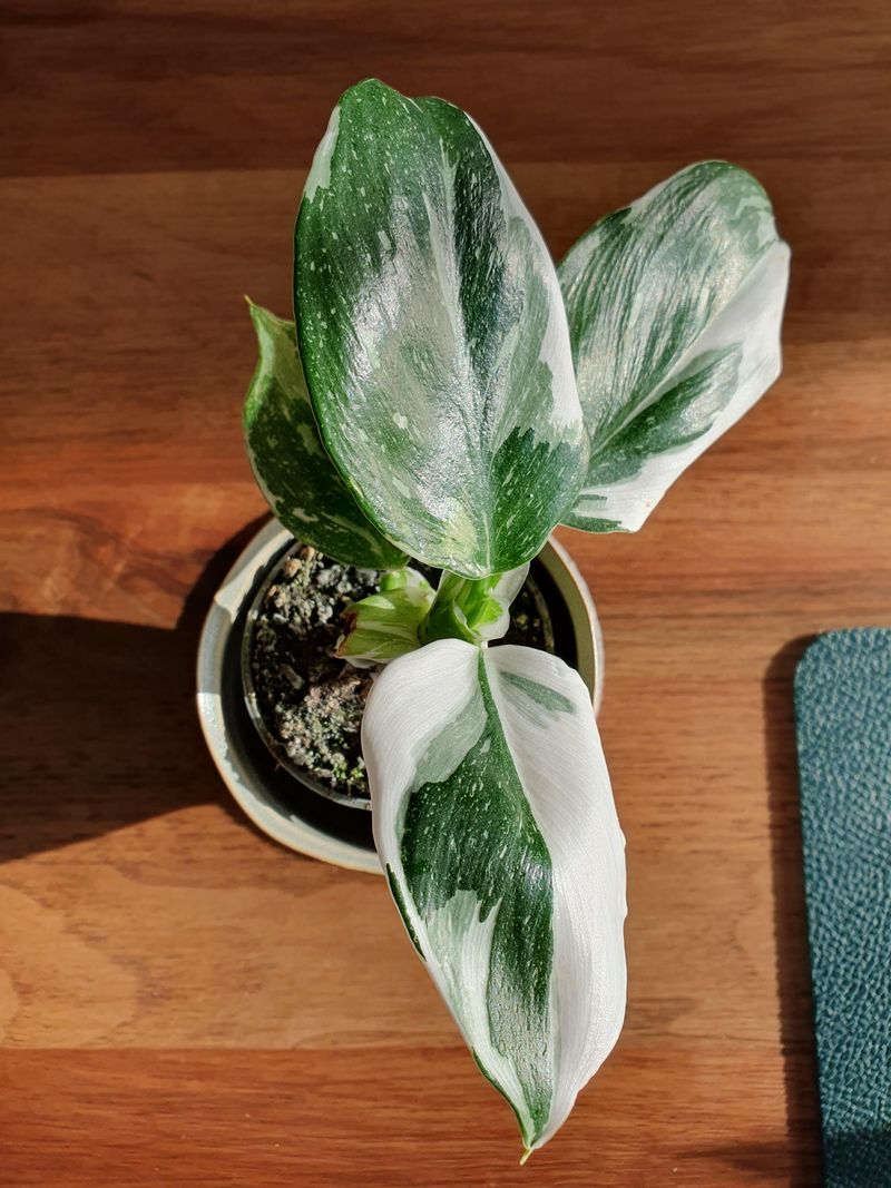 Philodendron (Philodendron hederaceum)