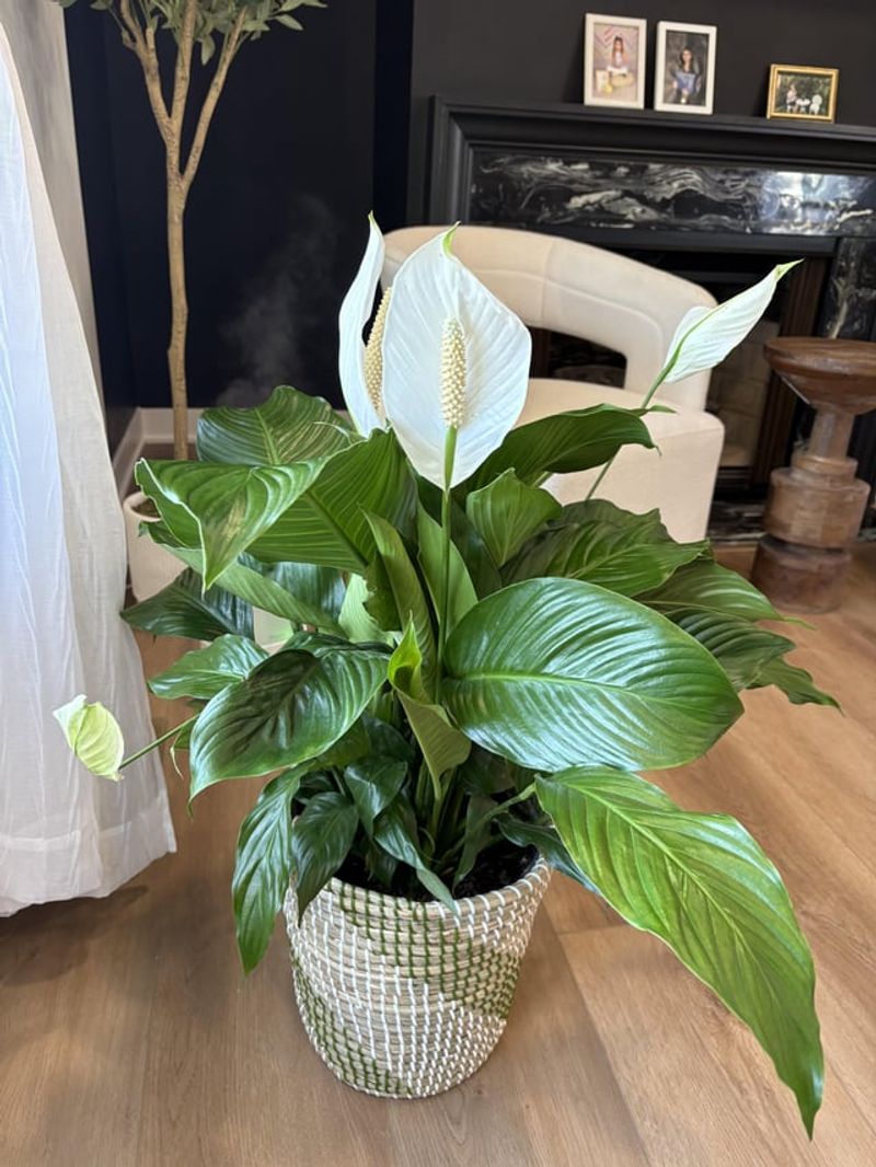 Peace Lily (Spathiphyllum)