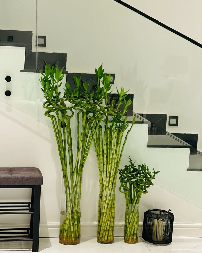 Lucky Bamboo: Minimal Care, Maximum Style