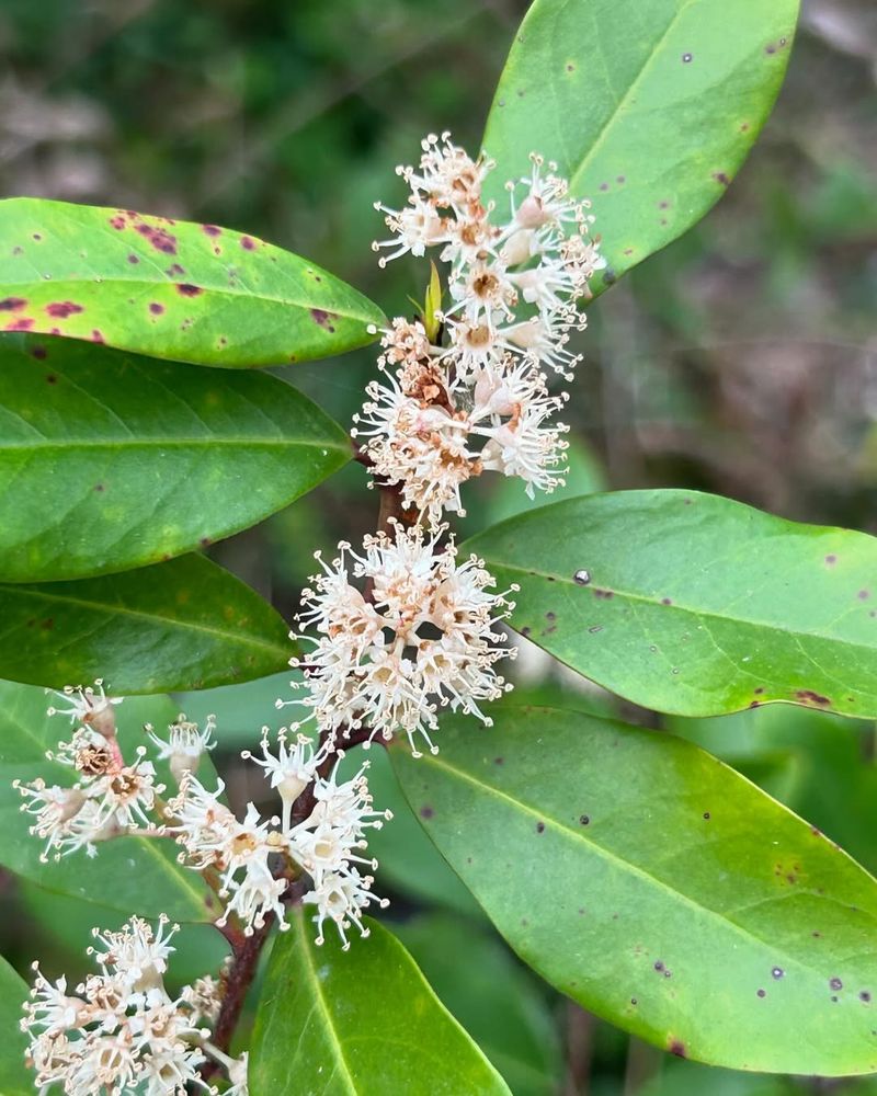 Cherry Laurel
