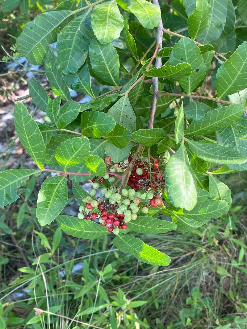 Brazilian Pepper Tree And Its Allergic Reactions