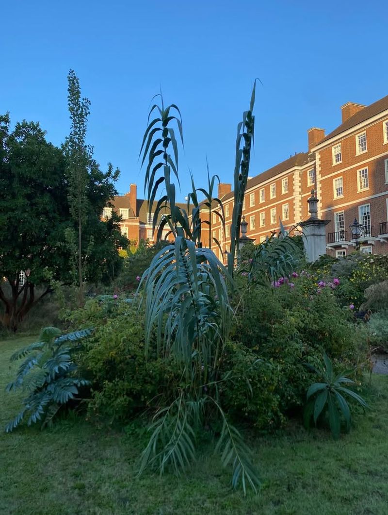 Giant Reed (Arundo donax)