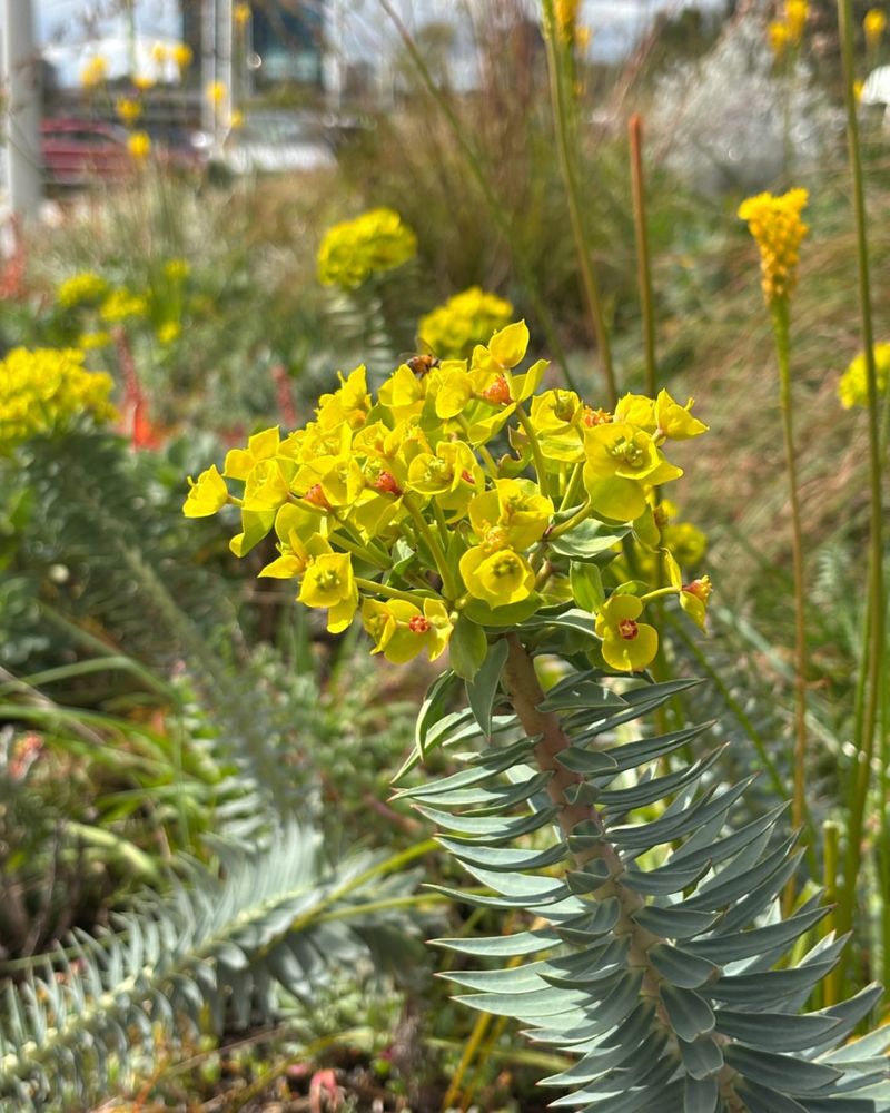 Plant Gopher Spurge