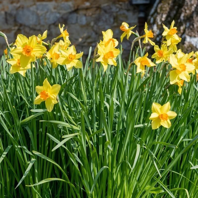 Planting Daffodil Bulbs As Barriers