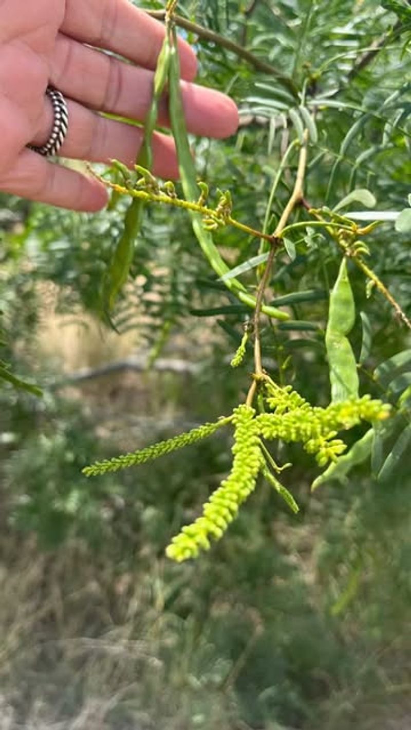 Velvet Mesquite And Soil Enrichment Benefits