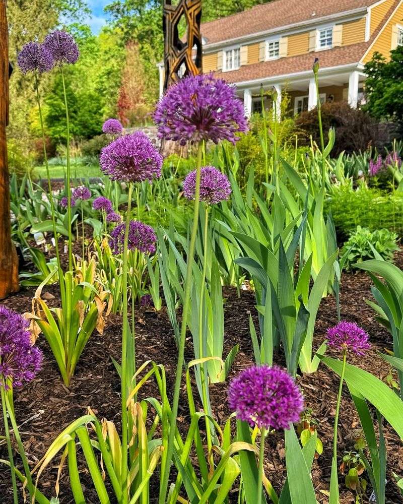 Alliums
