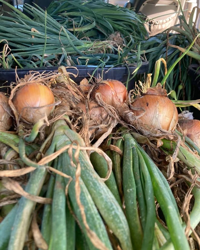 Onions