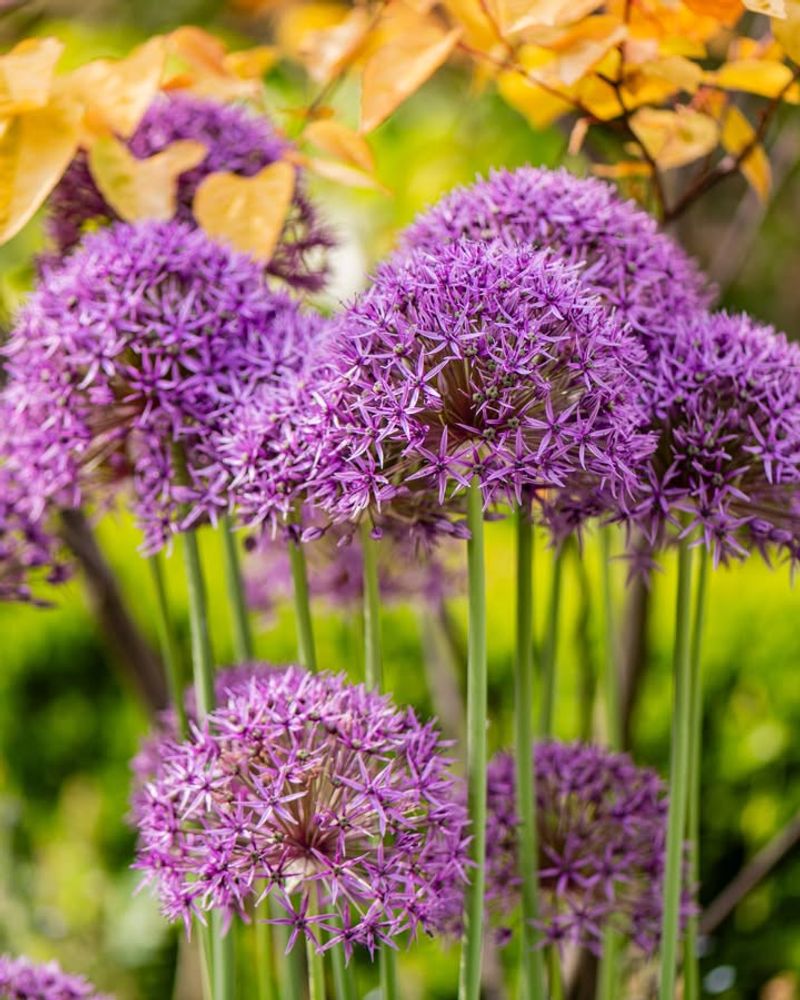 Alliums