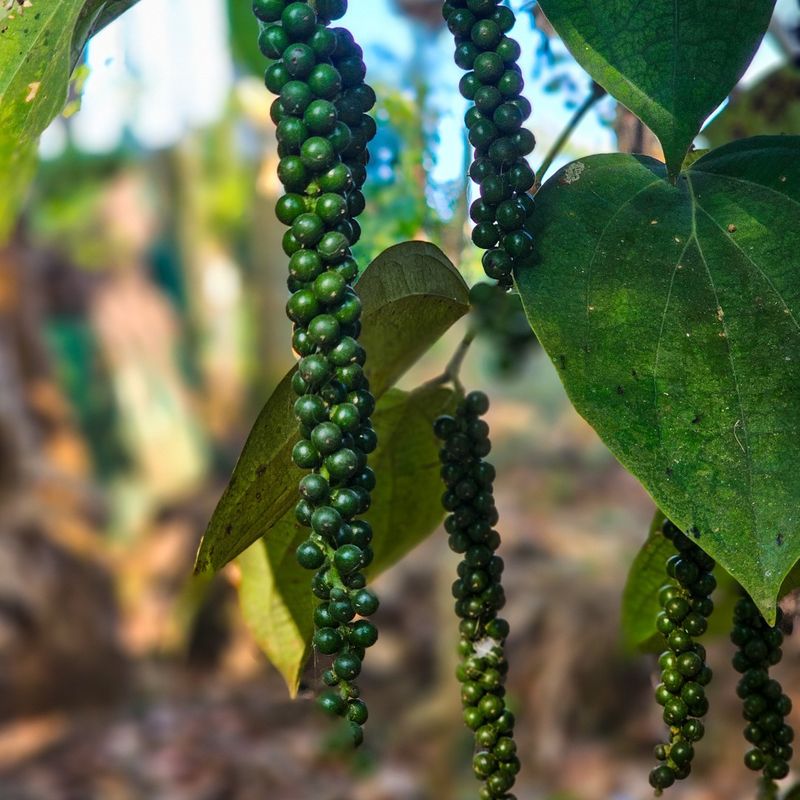Black Pepper Plant