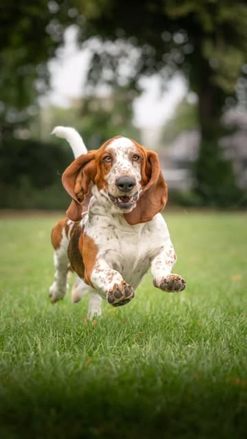 Basset Hound