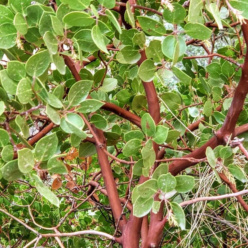Manzanita (Arctostaphylos)
