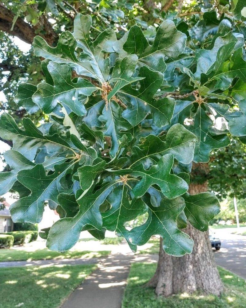 Post Oak