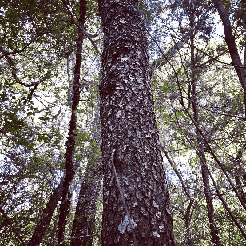 Escarpment Black Cherry