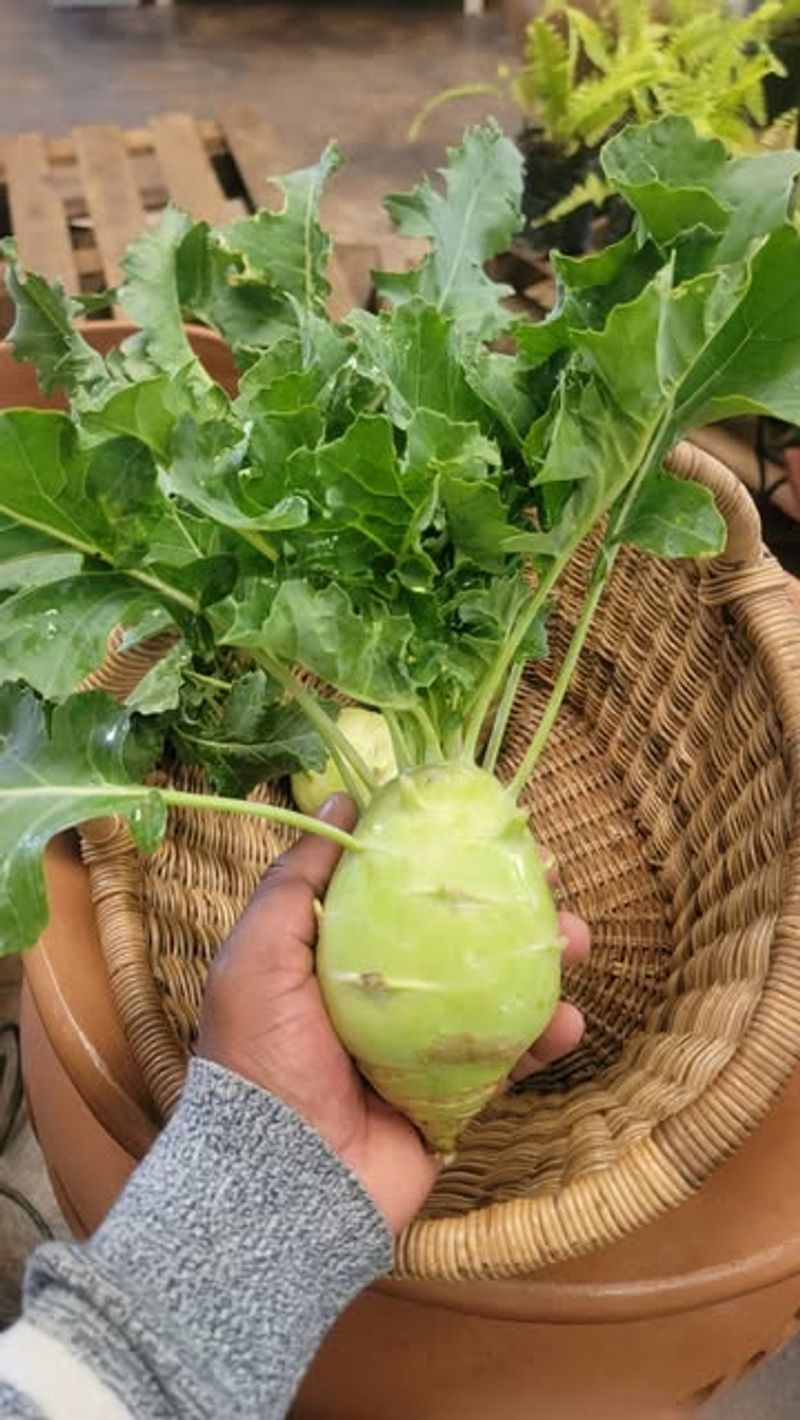 Kohlrabi