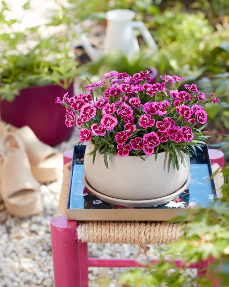 Dianthus