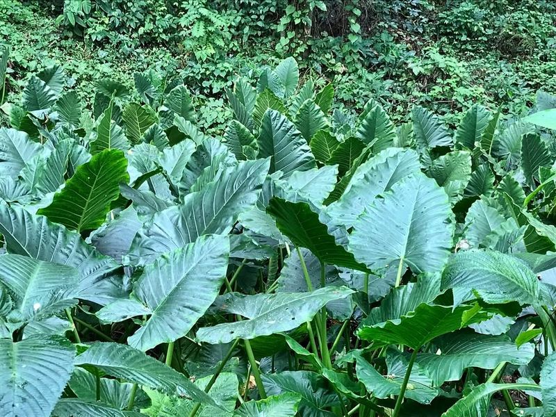 Wild Taro Varieties