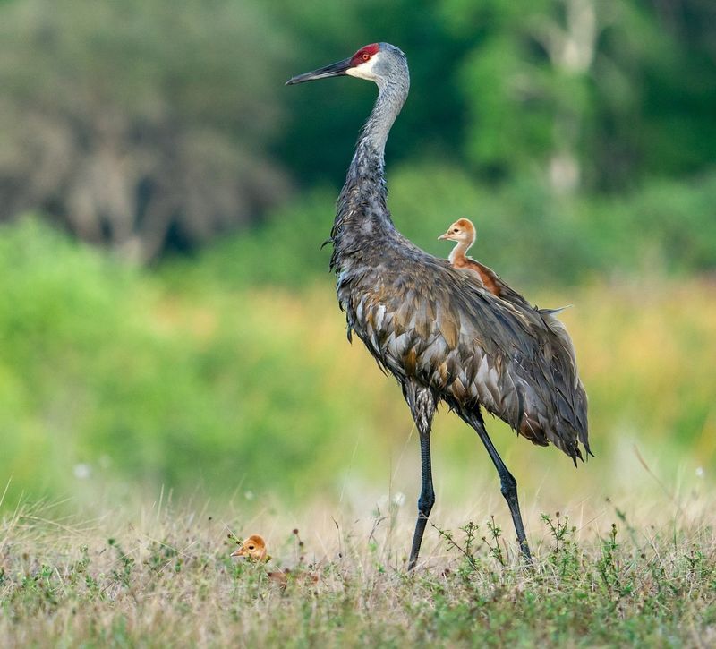 Sandhill Crane