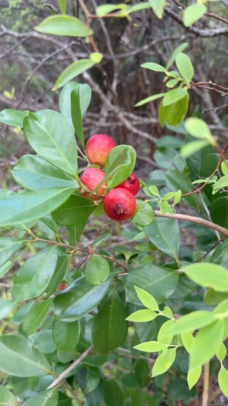 Non-Native Fruit Trees