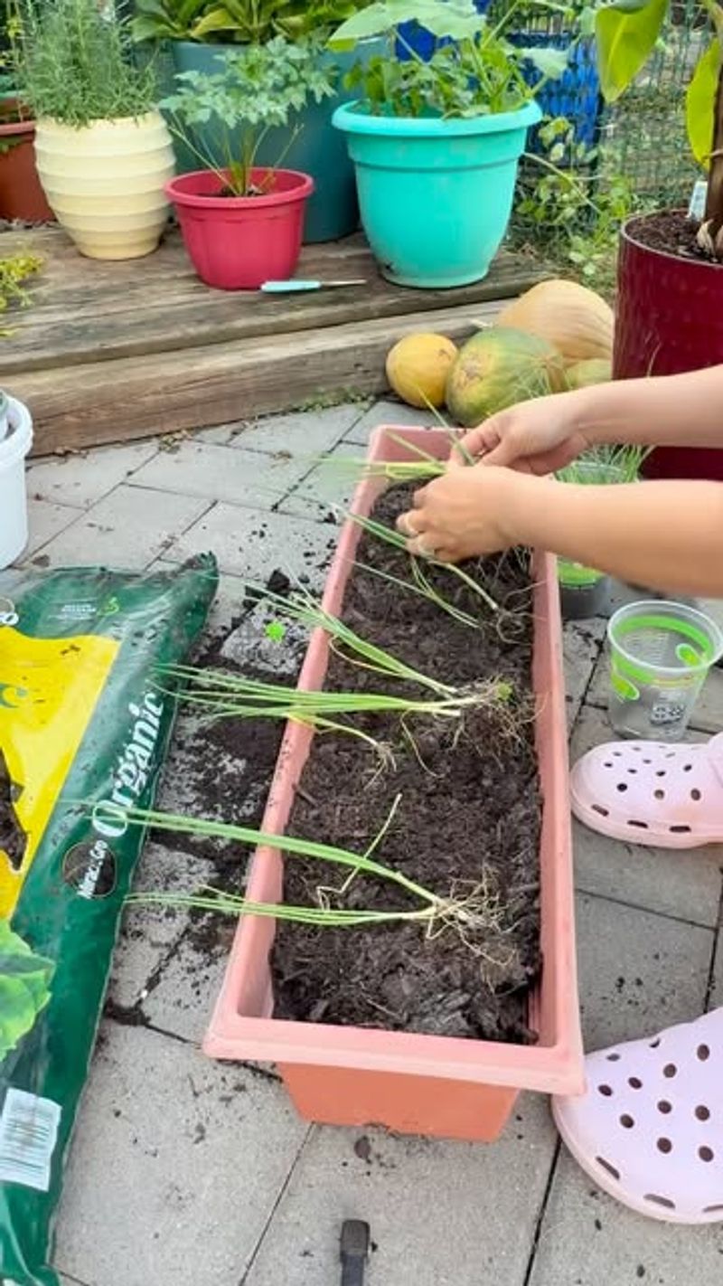 Transplant to Soil