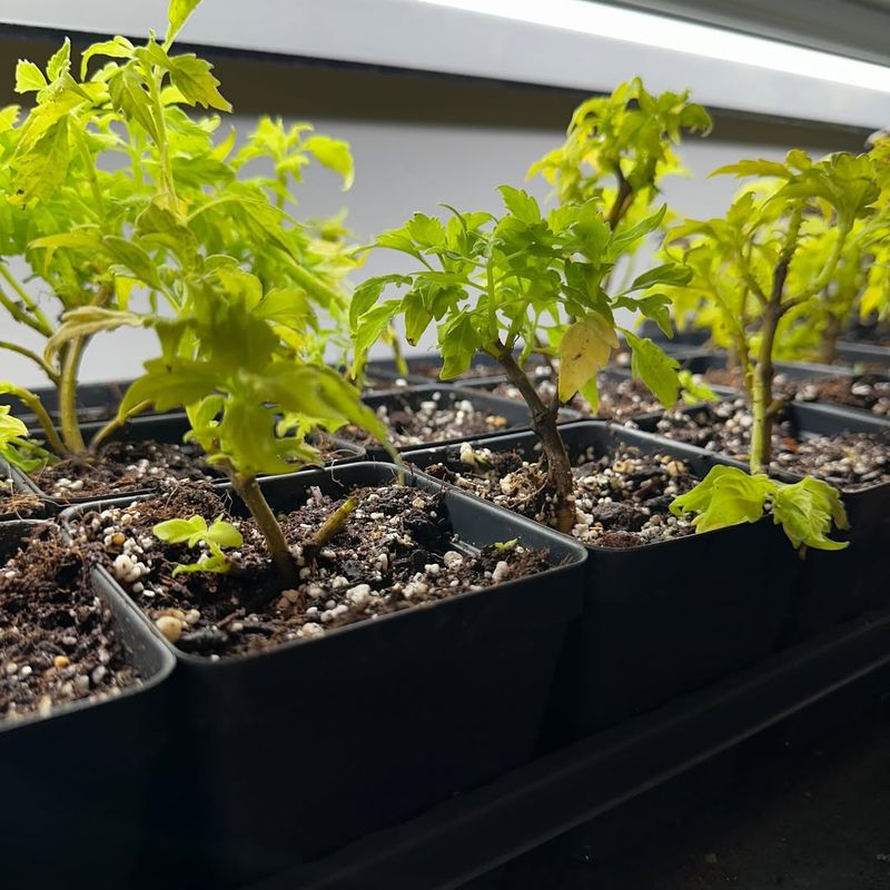 Transplant Rooted Cuttings Into Pots For Winter Growth