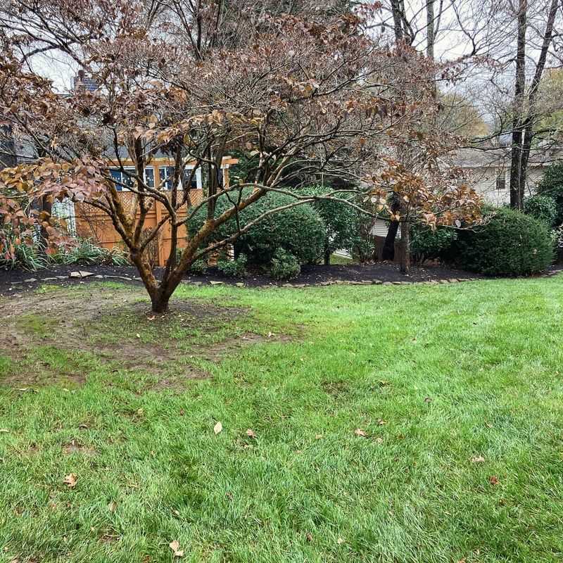 Remove Leaves Before Mowing