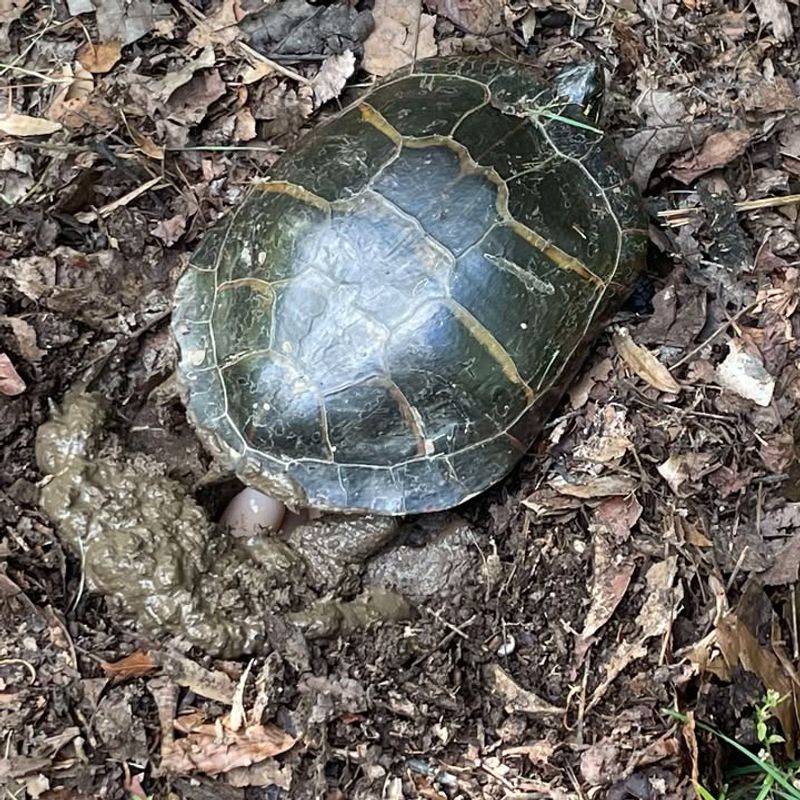 Keep Pets And Children Back