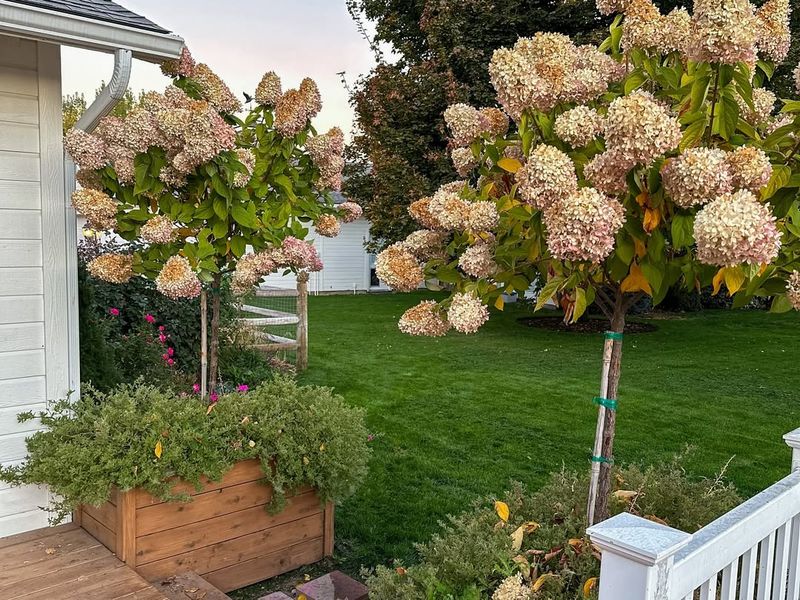 Avoid Pruning Until Spring Arrives