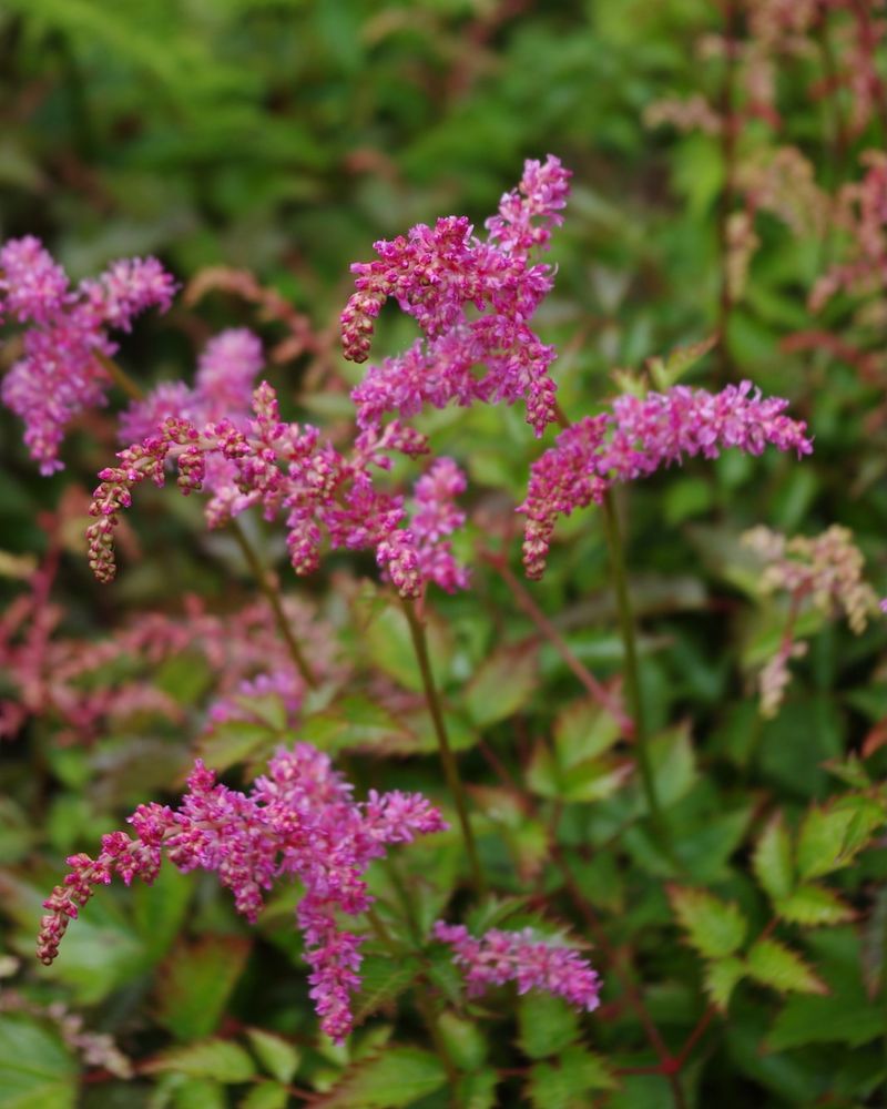 Protect Young Plants With Extra Care