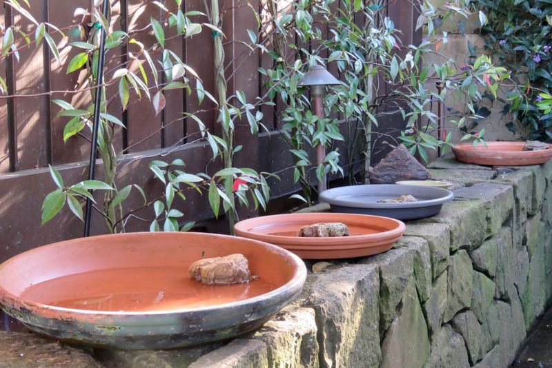 Provide Fresh Water In A Shallow Container
