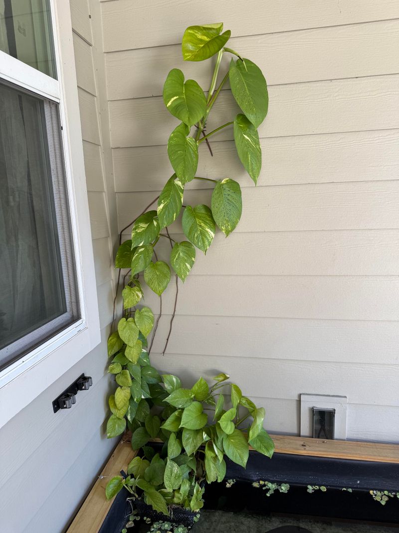 Protect Tender Plants From Cold