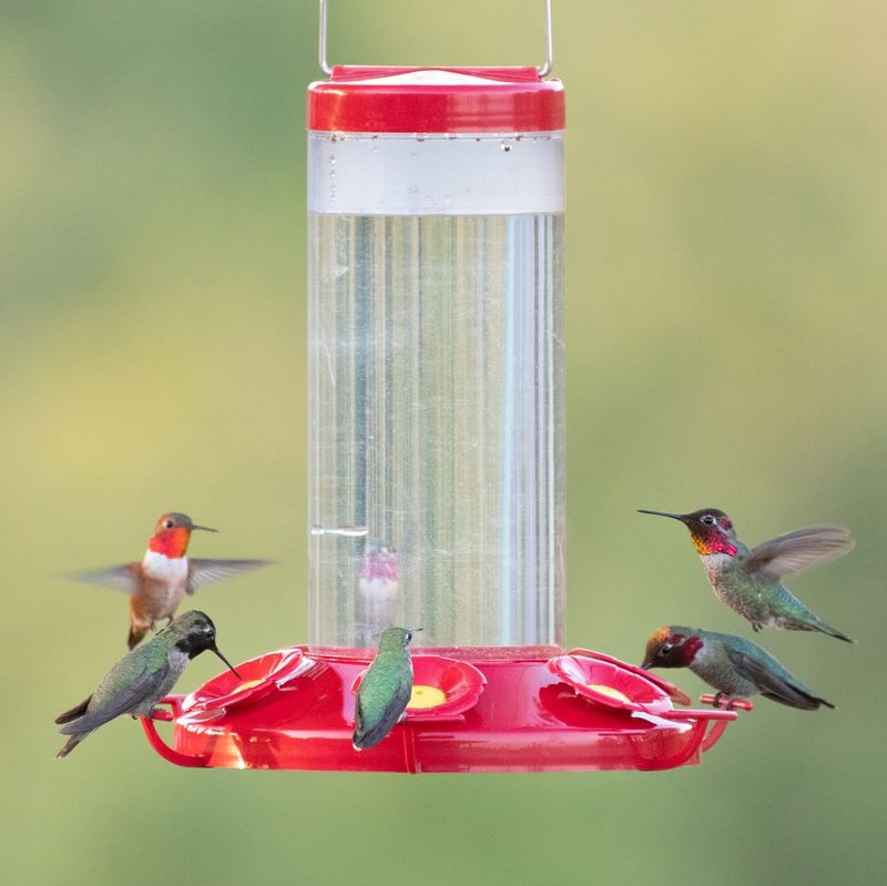 Consider Keeping One Feeder Up Longer