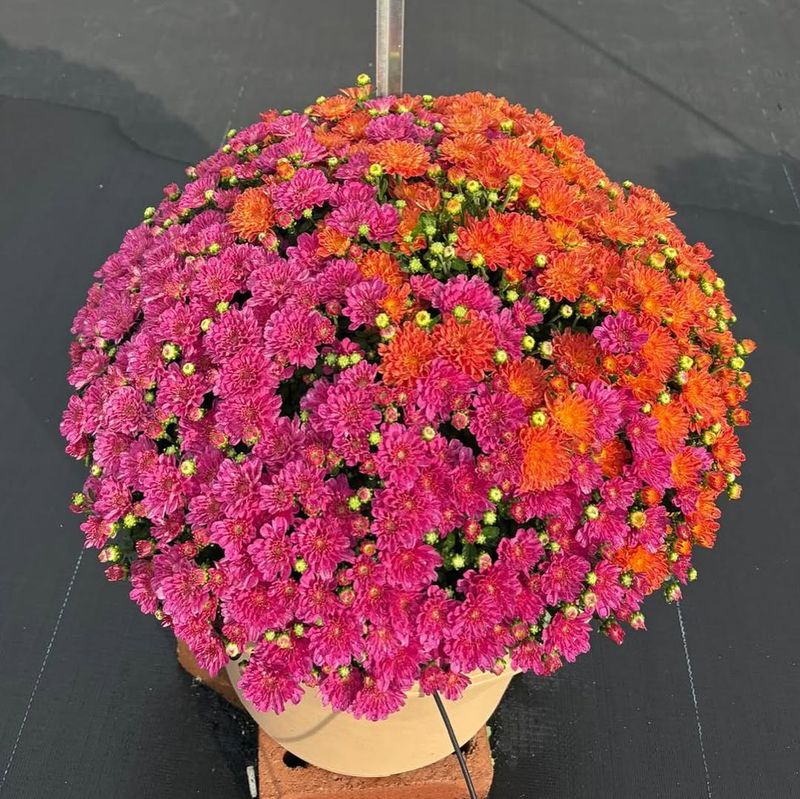 Choose Heat-Tolerant Varieties