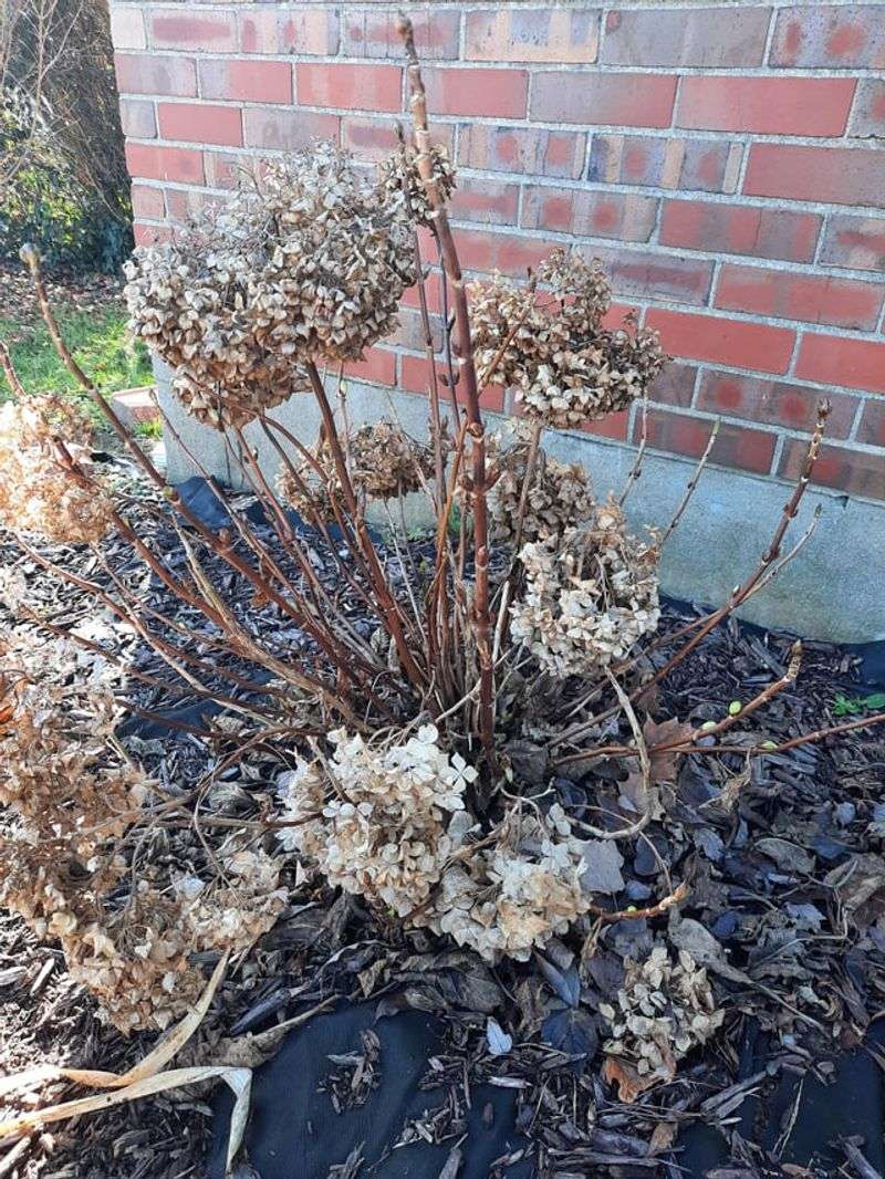 Protect Vulnerable Varieties With Burlap Wrapping