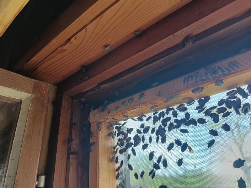 Vacuum Up Bugs Instead of Squashing Them