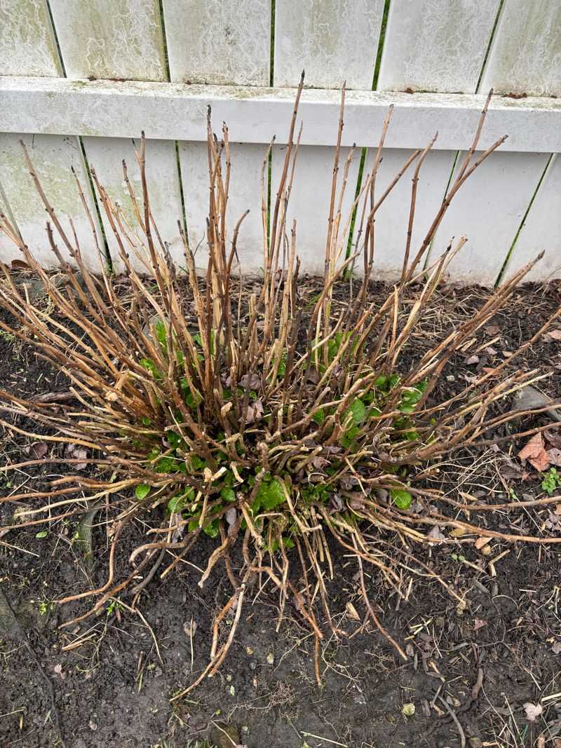 Prune Dead Wood Right Away