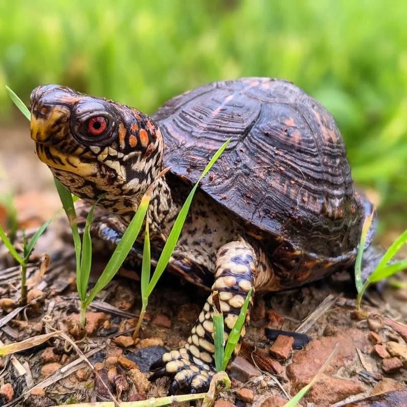 Provide Fresh Water In A Shallow Dish