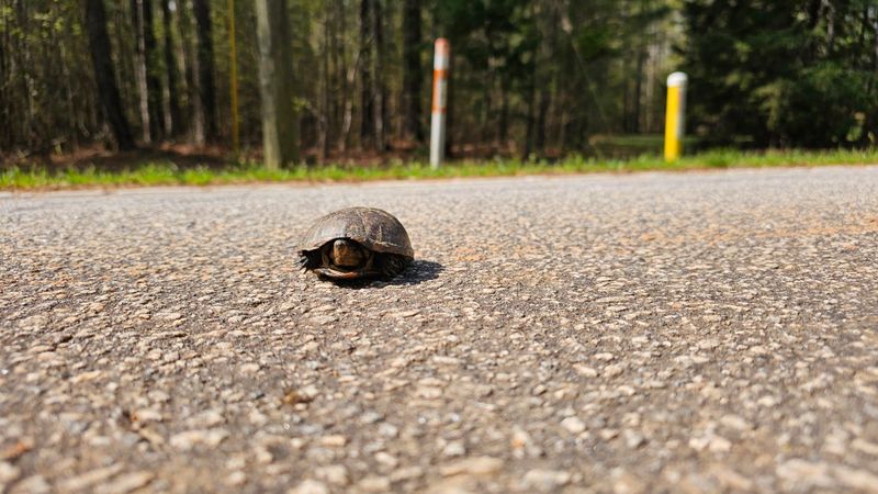 Help It Cross the Road Correctly