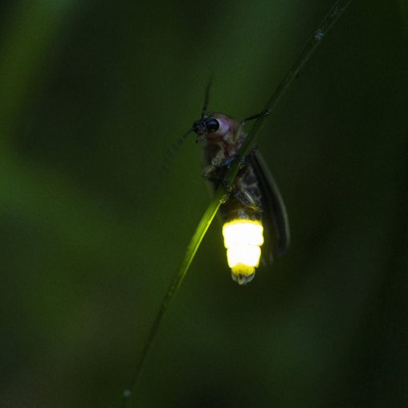 Light Pollution Disrupts Mating Signals