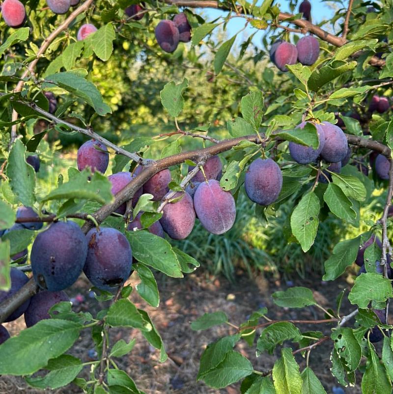Plums