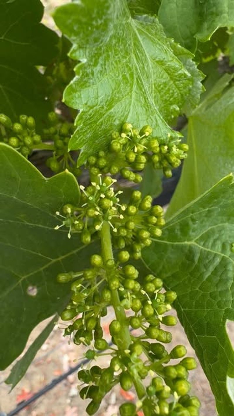 Grapes