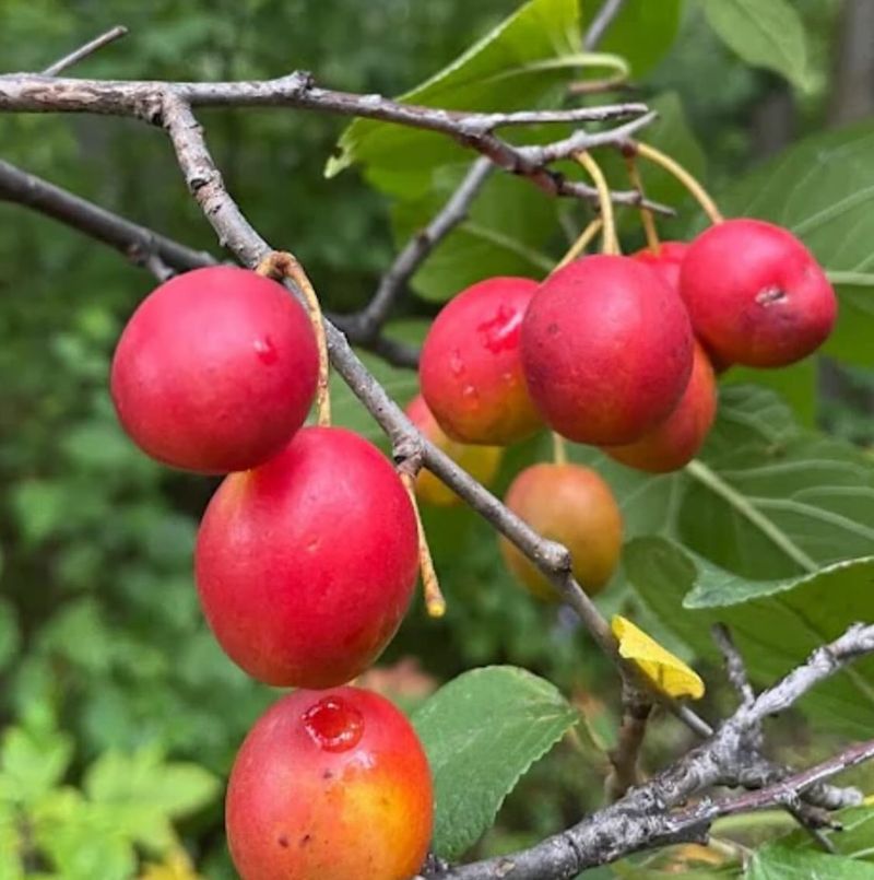 Plum Seeds
