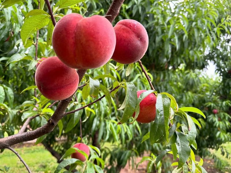 Peach Seeds