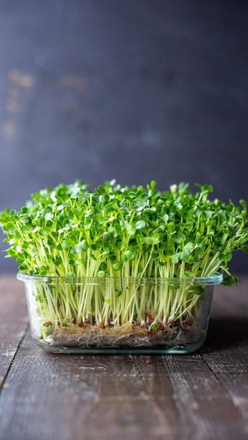 Microgreens