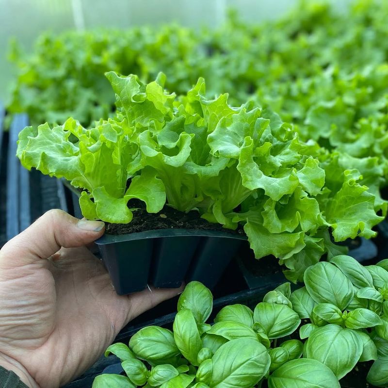 Lettuce