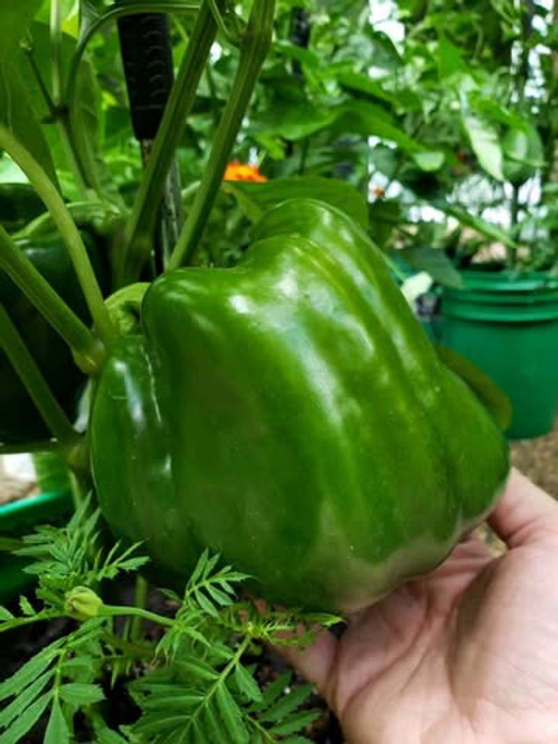 Bell Peppers