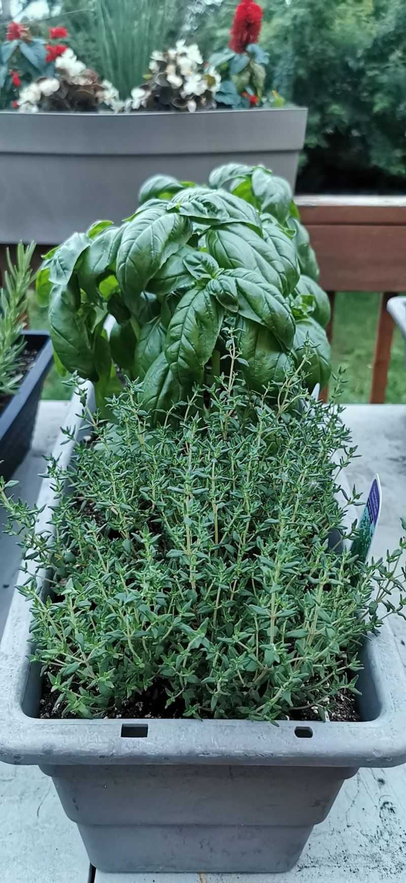Herbs (Parsley, Cilantro, Basil)