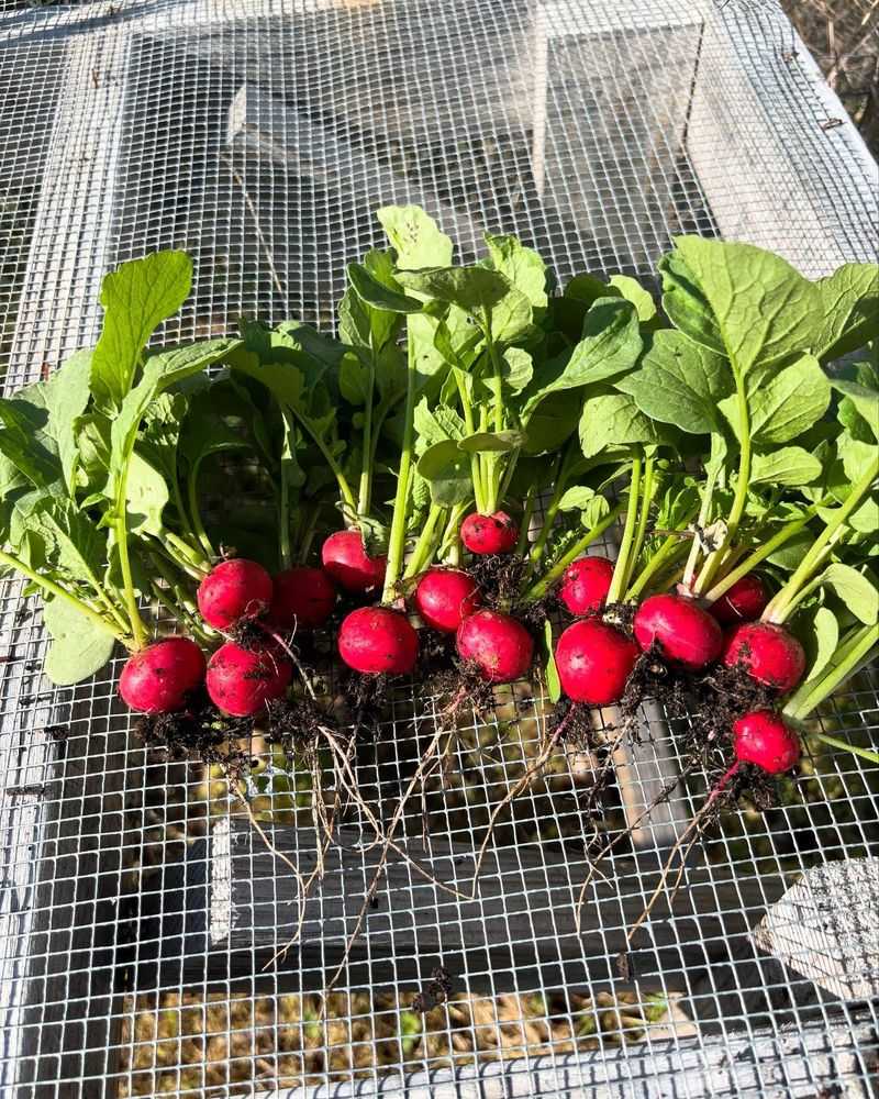 Radishes