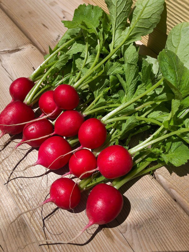 Crisp Radishes For Quick Rewards
