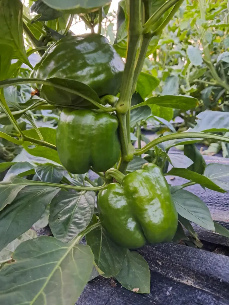 Sweet Bell Peppers